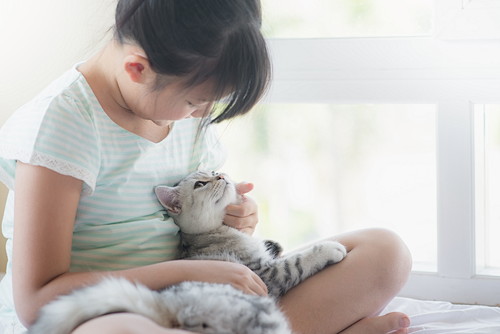 犬だけじゃない!猫も気をつけたい「フィラリア症」について