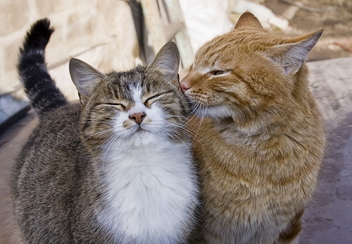恋の道のりは長いニャ!猫の「出産と子育て」について~前編~