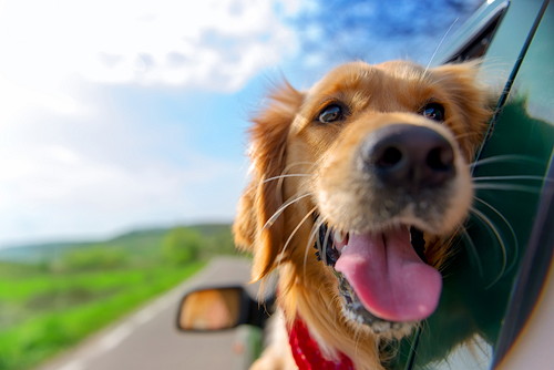 雨の日でも遊べる!愛犬と行ける「おでかけスポット」3選