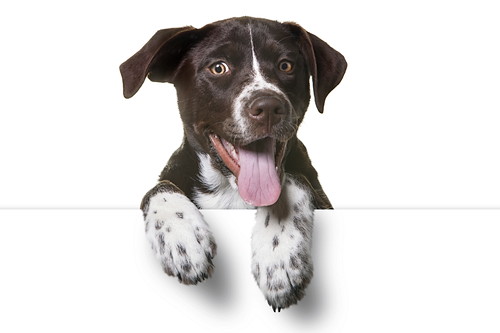正しい知識を身に着けよう!「犬ジステンパー」について飼い主が注意すること