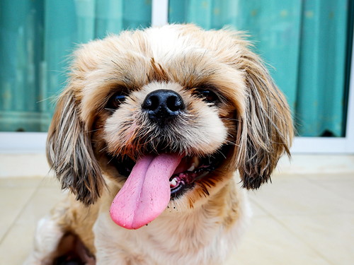 原因と症状はひとつじゃない!? 犬の「胃炎」について知っておきたいこと