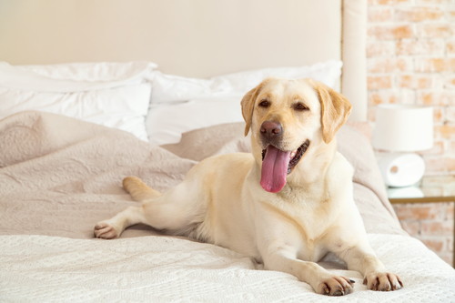 外飼い?それとも室内飼い?犬が生活をする「最適な場所」について