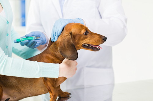 正しい知識を身に着けよう!「犬ジステンパー」について飼い主が注意すること