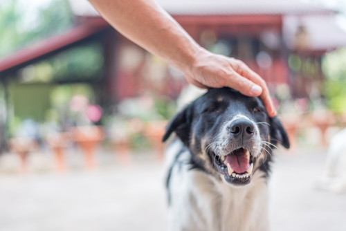 人と犬との関係には諸説ある!? 「α説・赤ちゃん説・共進化仮説」から紐解く