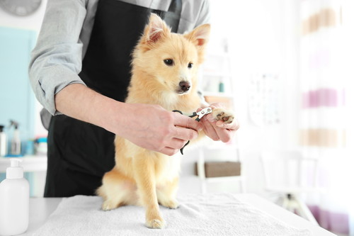 無理は禁物！犬の「セルフカット」注意点と家庭のお手入れ法3つ