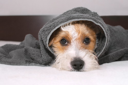 子犬や老犬になりやすい?犬風邪と飛ばれる「ケンネルコフ症候群」とは