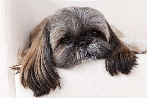 無理は禁物！犬の「セルフカット」注意点と家庭のお手入れ法3つ