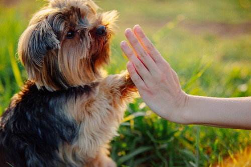 獣医師が感心した!飼い主さんの「愛犬への気遣い」~第2弾~