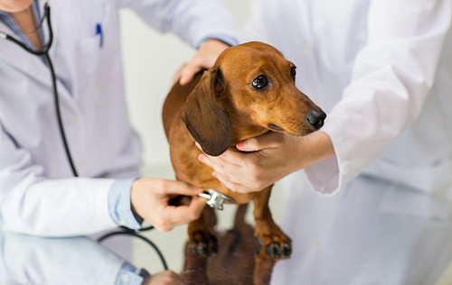 食事管理と運動を心がけよう!犬の「糖尿病」に関する基礎知識