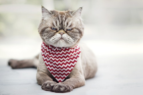 なついてくれないのには理由があった!? 注意したい猫の「NG行動」