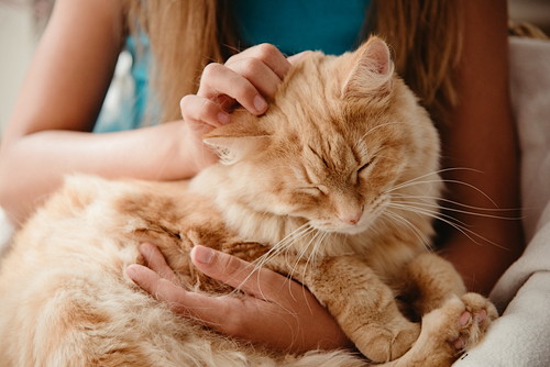 いつまでも長生きしてね。猫の「老化現象」について獣医師が解説