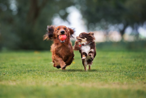 ドッグトレーナーが教える!「遊び下手な犬」気になる原因&実践したい対処法