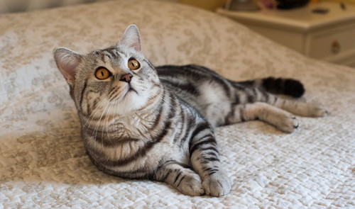 定義を知って適切な行動を!猫の「がん」に対して飼い主ができること~第1弾~