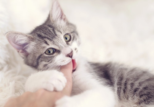 猫が「引っ掻く&噛む」のはなぜ?気になる原因と接し方について