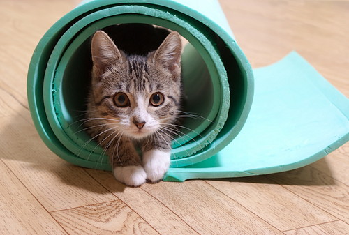 原因はひとつじゃない!猫の「嘔吐」に関する基本知識