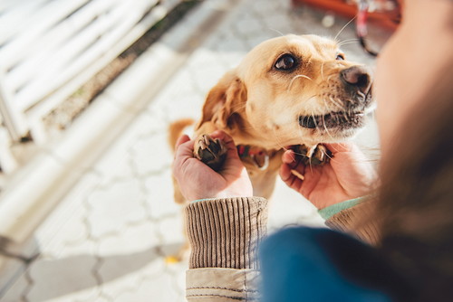 あるある…でもなんで?「同じ場所をくるくる回る」犬のふしぎな行動