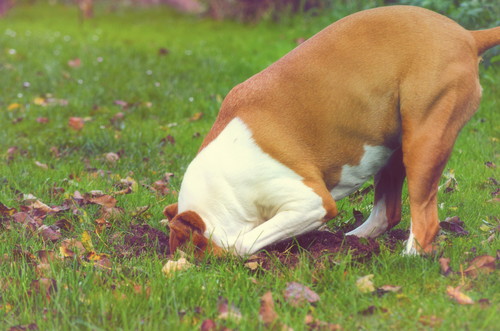 穴を掘る行動には意味があった!? 犬の「ここ掘れワンワン」に隠れた秘密