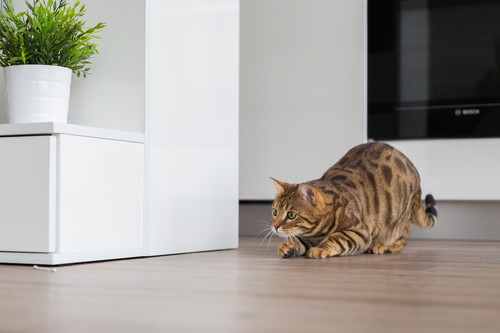 引越しシーズン到来!愛猫を「新しいおうち」に慣れさせるポイント