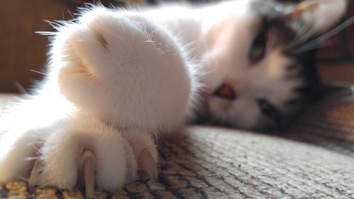 猫が「引っ掻く&噛む」のはなぜ?気になる原因と接し方について