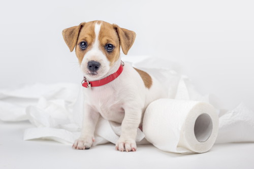 飼い主のリアルな悩みに獣医師がアドバイス!犬のしつけ「トイレ編」