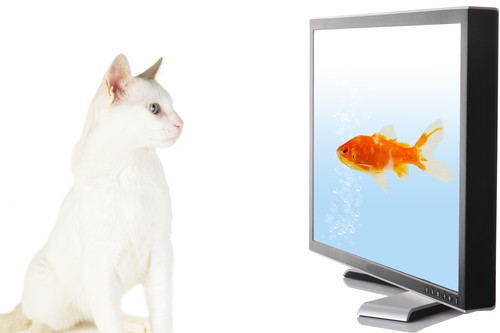 そんなにおもしろいの?猫が「テレビ」をじっと見る理由を獣医師が解説