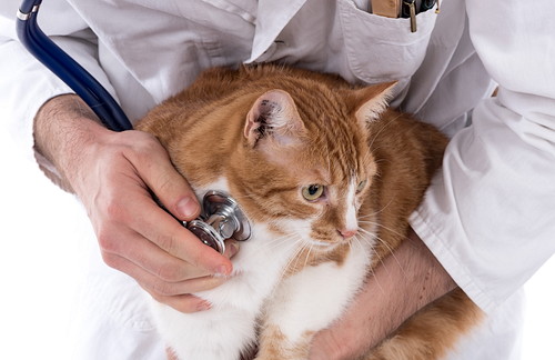犬だけじゃない!猫も気をつけたい「フィラリア症」について