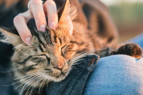 なついてくれないのには理由があった!? 注意したい猫の「NG行動」