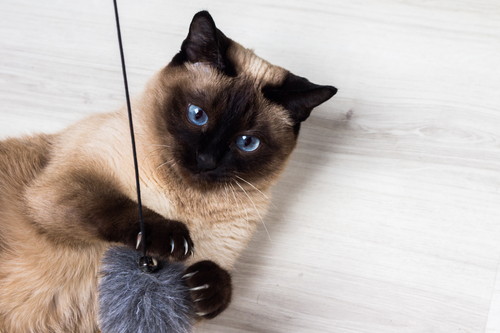 すぐに忘れるのはウゾ!? 猫の「記憶力」について分かってきたこと