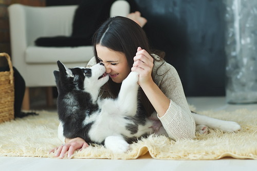 体重管理に気をつけよう!「肥満によってリスクが上がる」犬の病気について