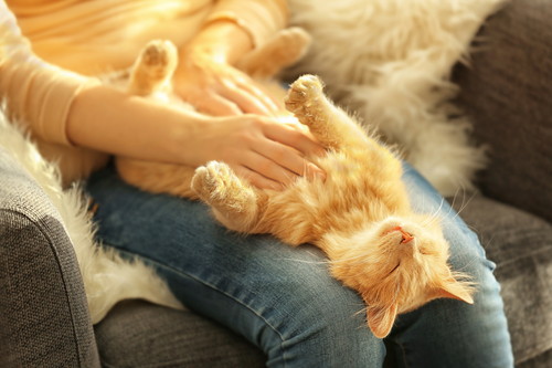 猫アレルギーだけど猫が大好き!「こころ貯金」を増やしながら上手に付き合う方法