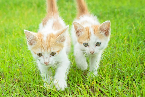 猫の「多頭飼」で病気はうつる?感染症について正しい理解を深めよう