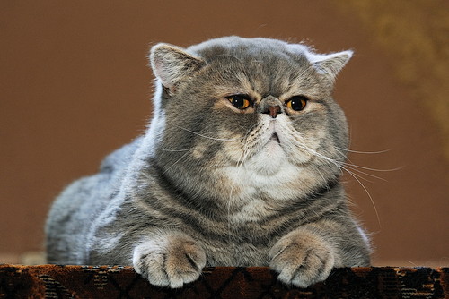 大切なのは体重管理!「肥満によってリスクが上がる」猫の病気について