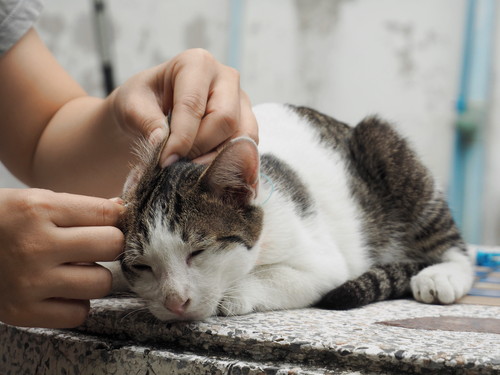 あなたの愛猫は大丈夫?日ごろから実践したい「耳掃除」の正しい方法