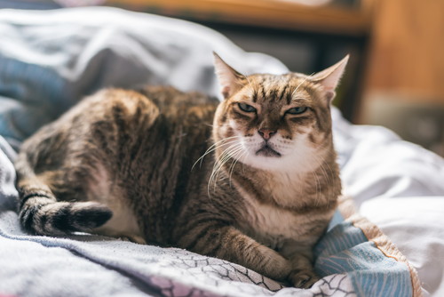 猫が「引っ掻く&噛む」のはなぜ?気になる原因と接し方について