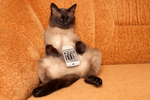 そんなにおもしろいの?猫が「テレビ」をじっと見る理由を獣医師が解説