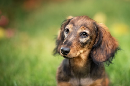 皮膚科獣医師が紐解く!犬の「換毛期」の基本と気をつけたい病気