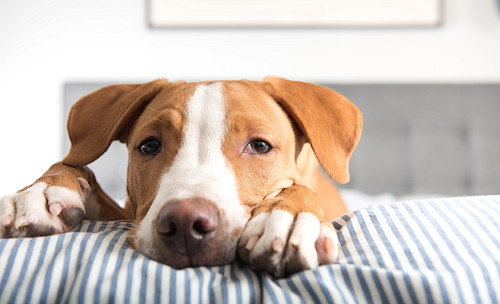 食べ物と病気に要注意!犬が「便秘」になる原因と対処法~前編~