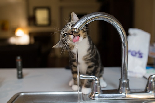 「水をよく飲む」猫、脱水症状以外に考えられる病気は?