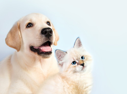 ペットの病気やケガをどう乗り越える?「獣医師」が飼い主さんに伝えたいこと