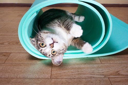 栄養に配慮しよう!猫の「胃腸」をいたわるために気をつけたいこと