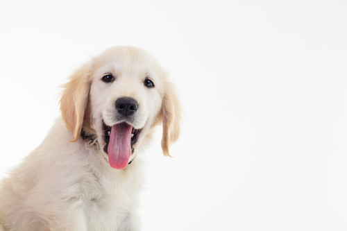 犬の「脳」はどうなってるの?思考(賢さ)&側面と構造面な側面から解説
