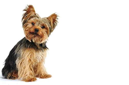 愛犬の「よだれ」に注目してみて!考えられる病気と対処法について