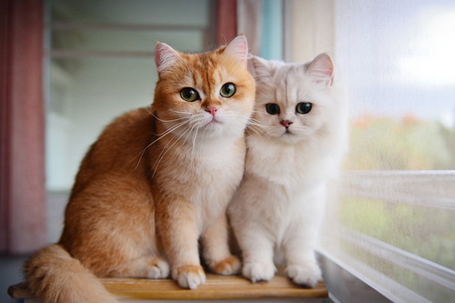 猫の「去勢(避妊)」で性格が変わるってほんと?獣医師が詳しく解説