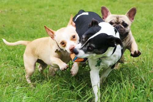 犬同士でも「好き嫌い」があるのはなんで?人もきっと共感できる犬の世界