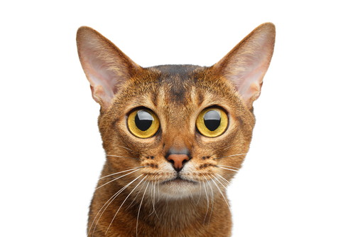猫の「血液型」は何種類?知っておきたい基礎知識&献血の現状について