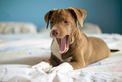 「ノミ」の被害はたくさんある!? 愛犬を守るために知識を深めよう