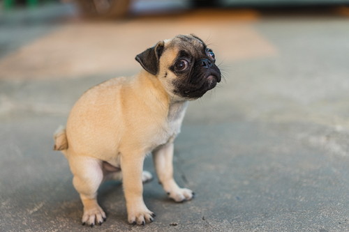 あるある…でもなんで?「同じ場所をくるくる回る」犬のふしぎな行動