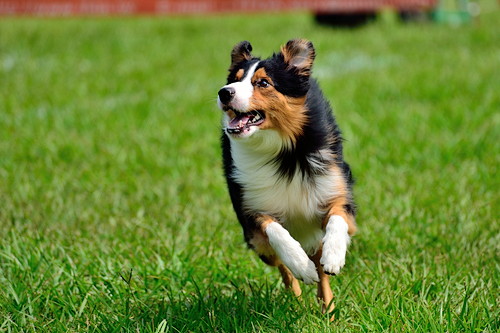 愛犬の「よだれ」に注目してみて!考えられる病気と対処法について