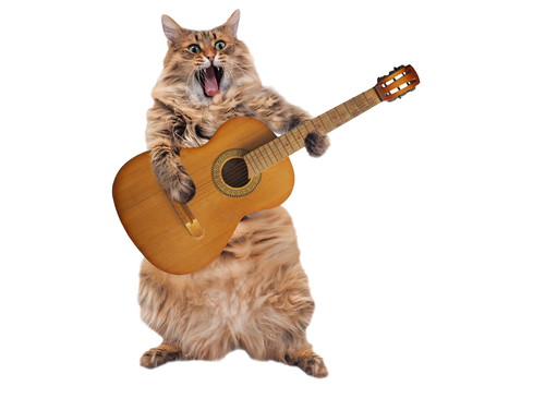 一緒に楽しむことが大切!愛猫と奏でる「音楽」の楽しみ方