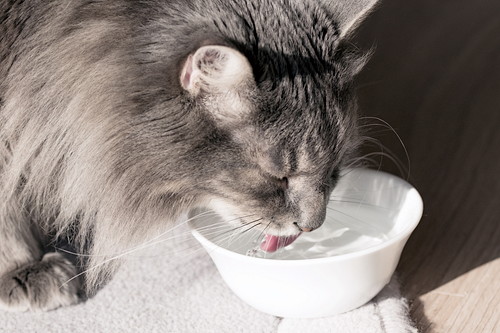 「水をよく飲む」猫、脱水症状以外に考えられる病気は?